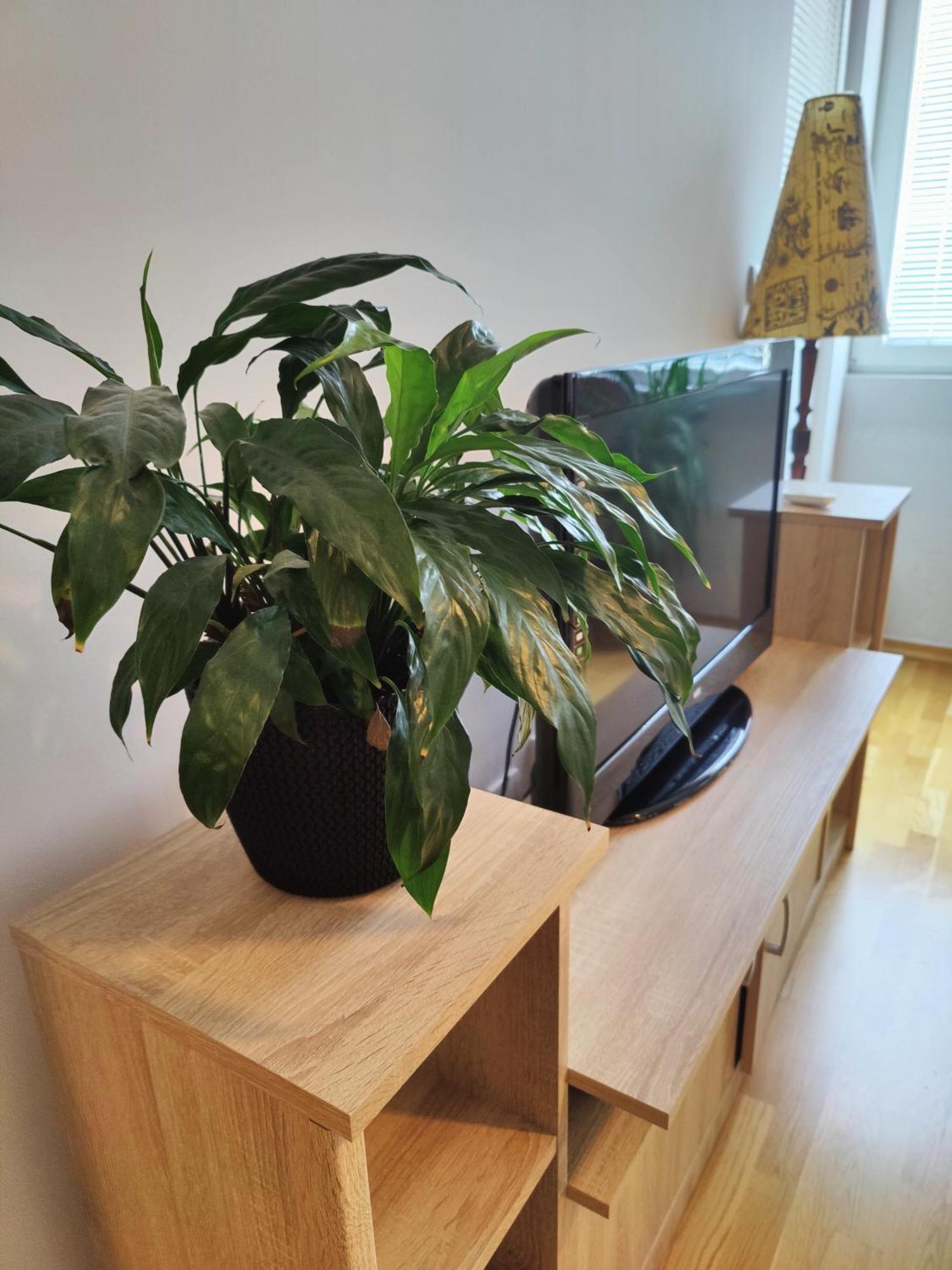 Apartman Aleksic Ni Buitenkant foto