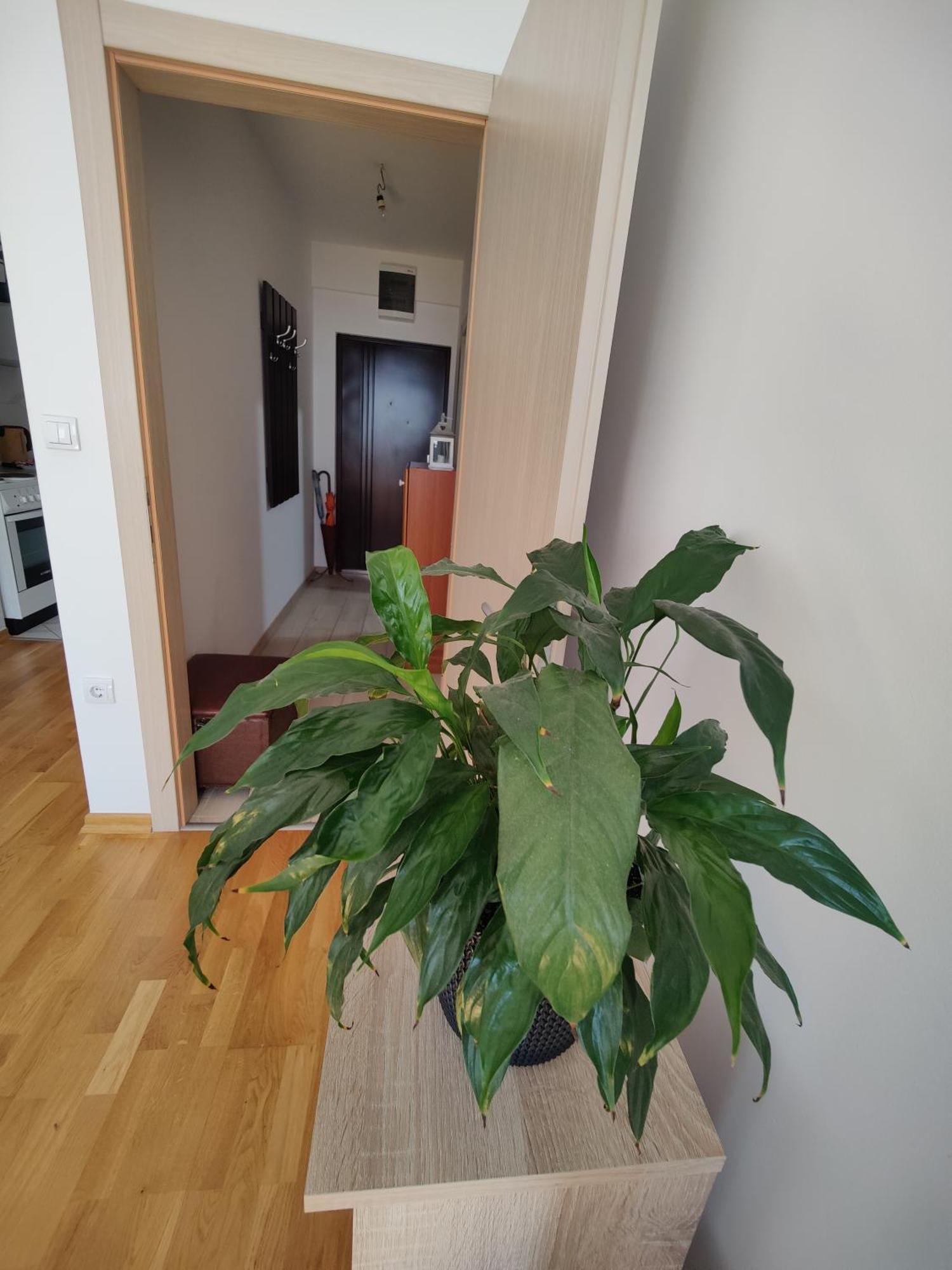 Apartman Aleksic Ni Buitenkant foto