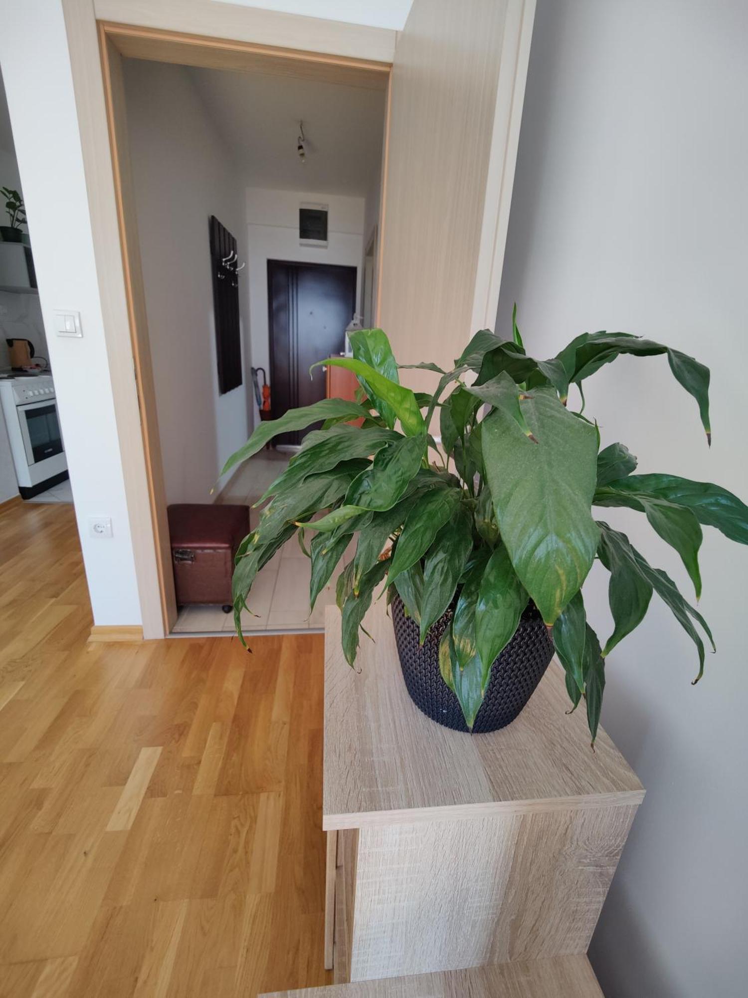 Apartman Aleksic Ni Buitenkant foto